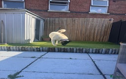 Akita dogs for sale: Akita - Roxy - Image 4