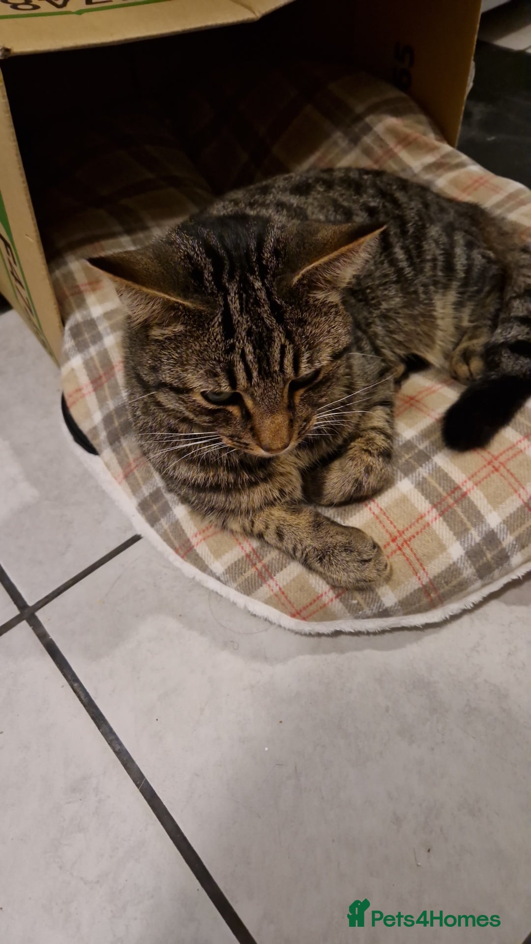 Domestic Shorthair cats for sale: Black and white kitten - Advert 3