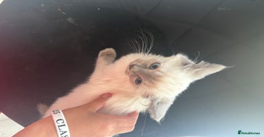 Ragdoll cats - Advert 7