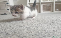 Russian Blue cats for sale: Beautiful male kitten  - Image 4