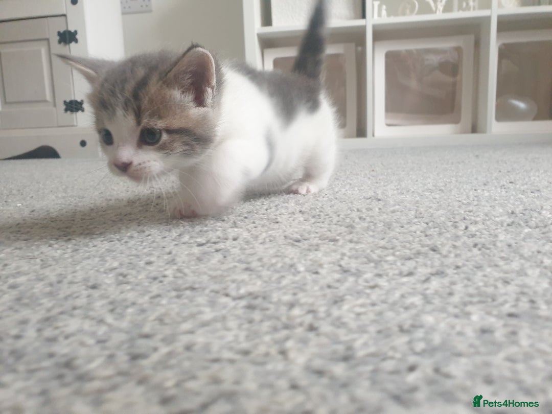 Russian Blue cats for sale: Beautiful male kitten  - Image 4