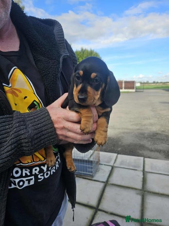 Miniature Dachshund dogs - Advert 1