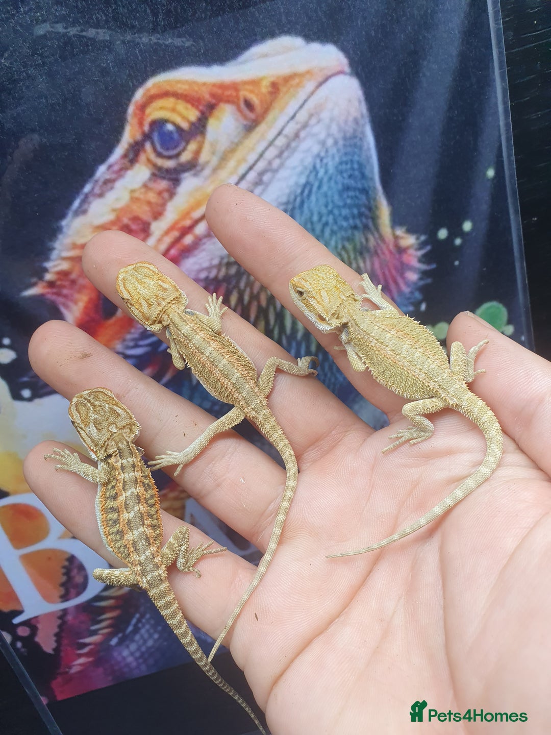 Dragon reptiles for sale: High end bearded dragons at pet prices  - Image 9