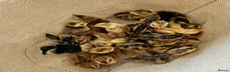 Quail poultry for sale: Coturnix Quail - Advert 5
