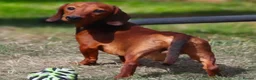Miniature Dachshund dogs for sale: 4 Miniature Dachshund Pups Red Dapple - Shaded Red - Advert 26
