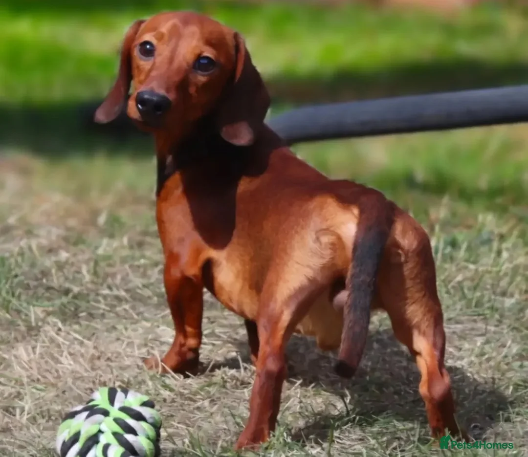 Miniature Dachshund dogs for sale: 4 Miniature Dachshund Pups Red Dapple - Shaded Red - Advert 26