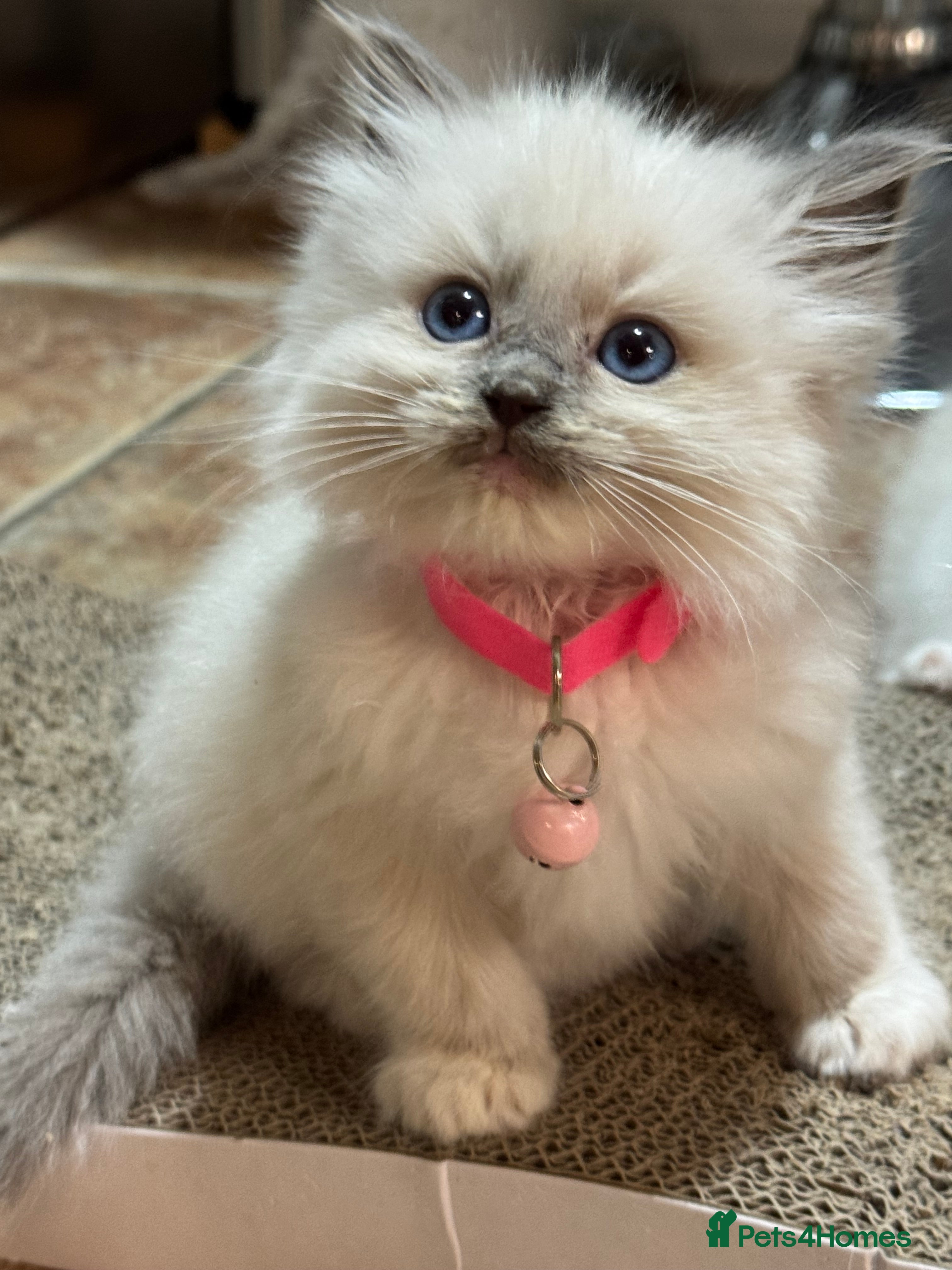 Ragdoll cats GCCF registered Ragdoll kittens - Advert 20