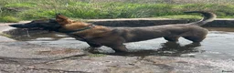 Belgian Shepherd Dog dogs for sale: Belgium shepherd malinois - Advert 1