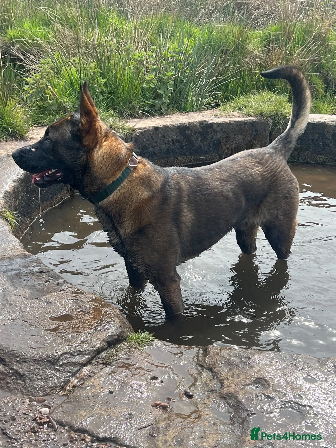 Belgian Shepherd Dog dogs for sale: Belgium shepherd malinois - Advert 1