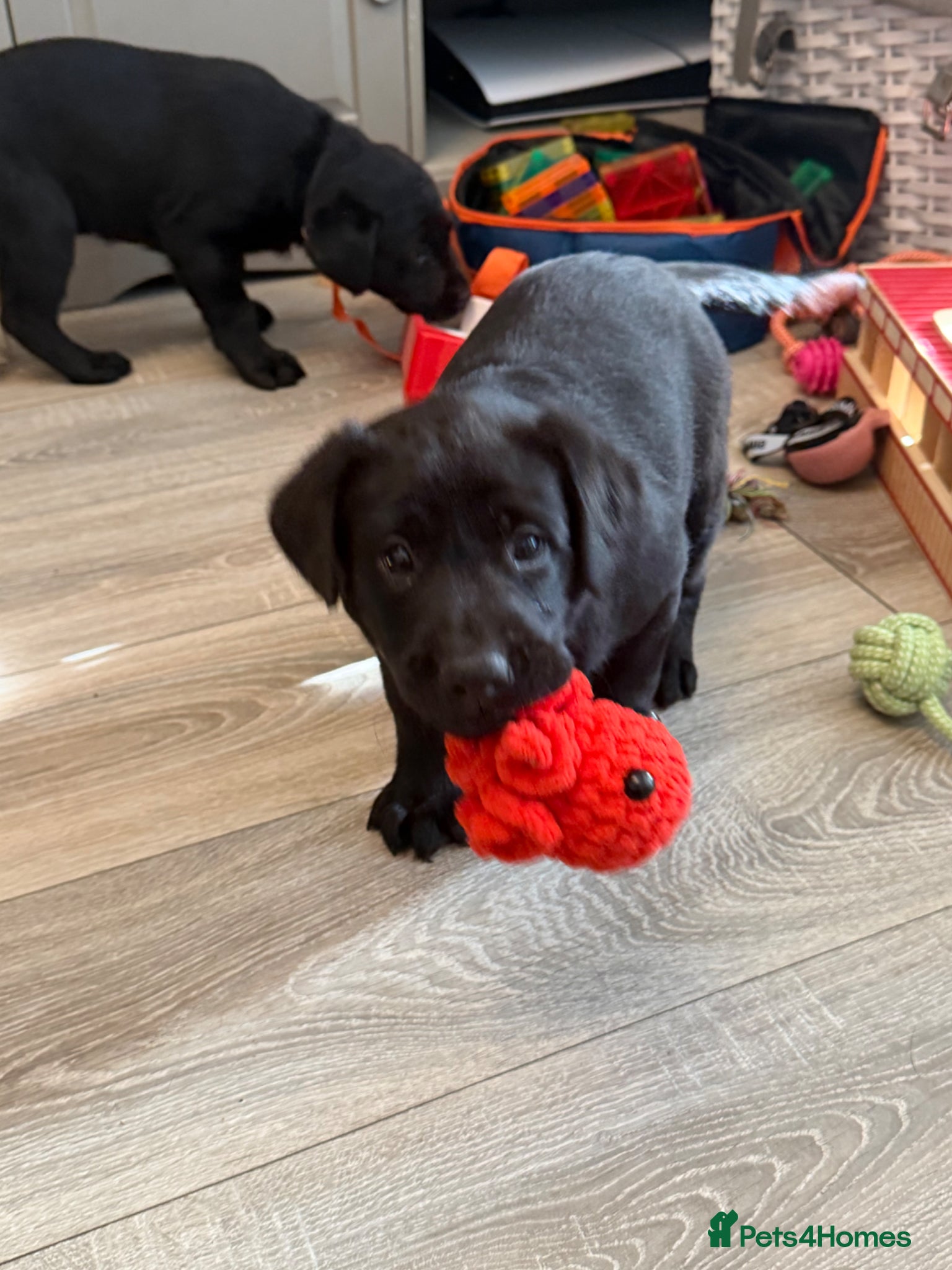 Labrador Retriever dogs Traditional Labrador Puppies  - Advert 18
