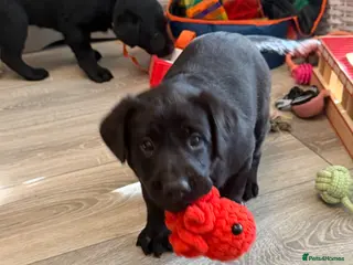 Labrador Retriever dogs Traditional Labrador Puppies - Advert 18