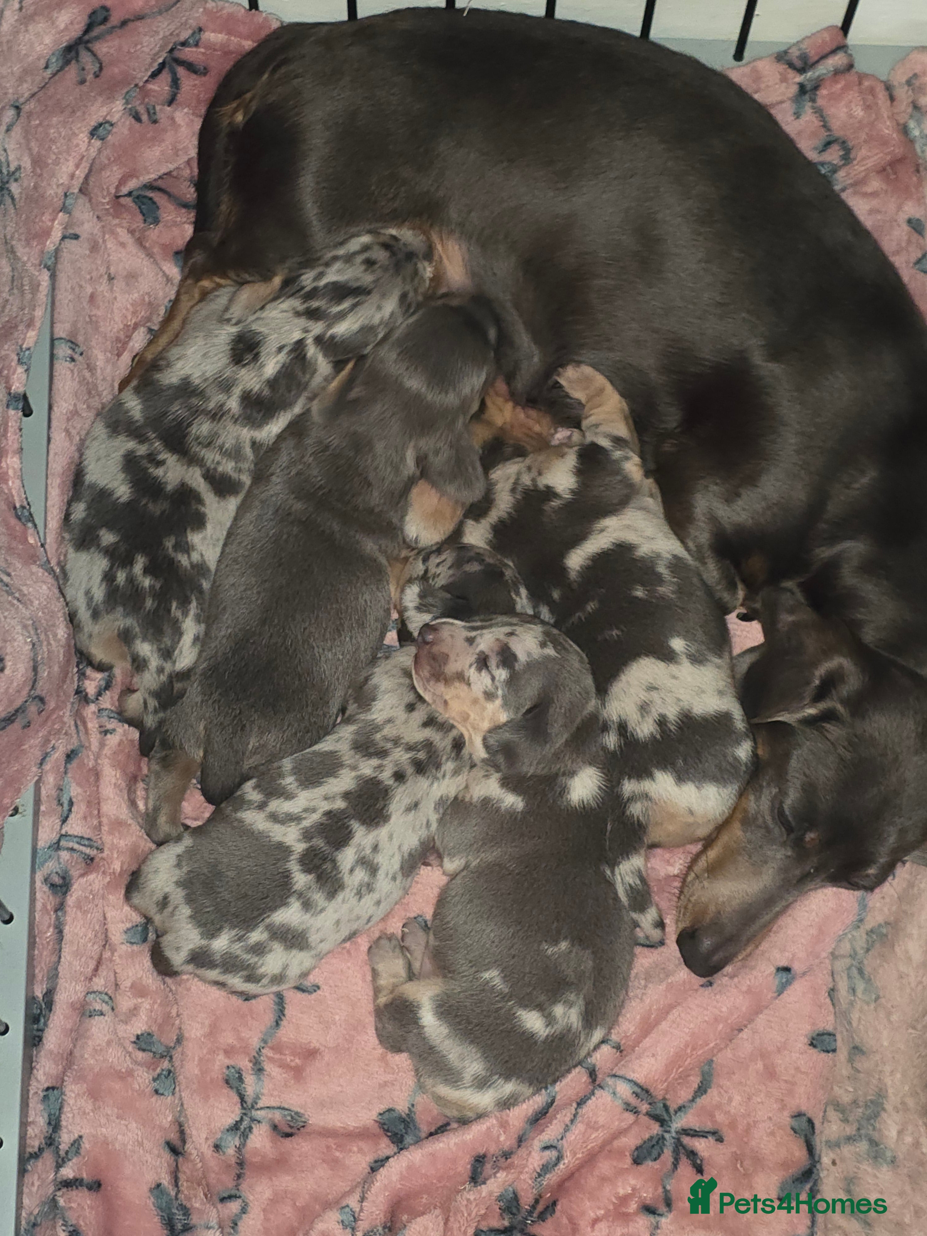 Dachshund dogs Miniature Daschunds - Advert 8