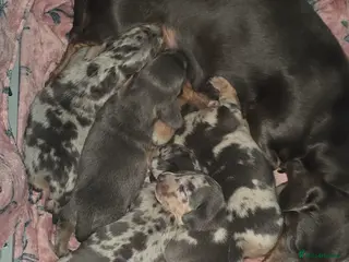 Dachshund dogs Miniature Daschunds - Advert 8