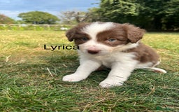 Border Collie dogs for sale: Kennel Club Border Collie Puppies For Sale - Image 17
