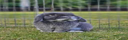 Mini Lop rabbits for sale: Pure Mini Lop babies - variety of colours + BEW in Hemel Hempstead - Advert 6