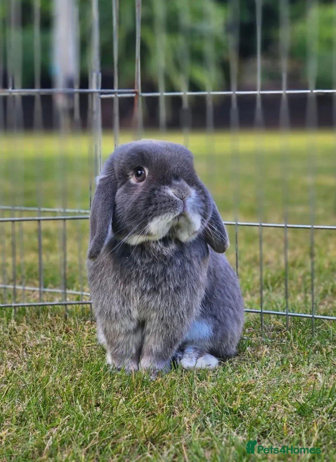 Mini Lop rabbits for sale: Pure Mini Lop babies - variety of colours + BEW in Hemel Hempstead - Advert 6