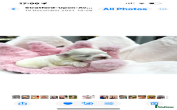 Maltese dogs for sale: Tiny Exquisite Full Korean Bambelina Maltese. - Image 8