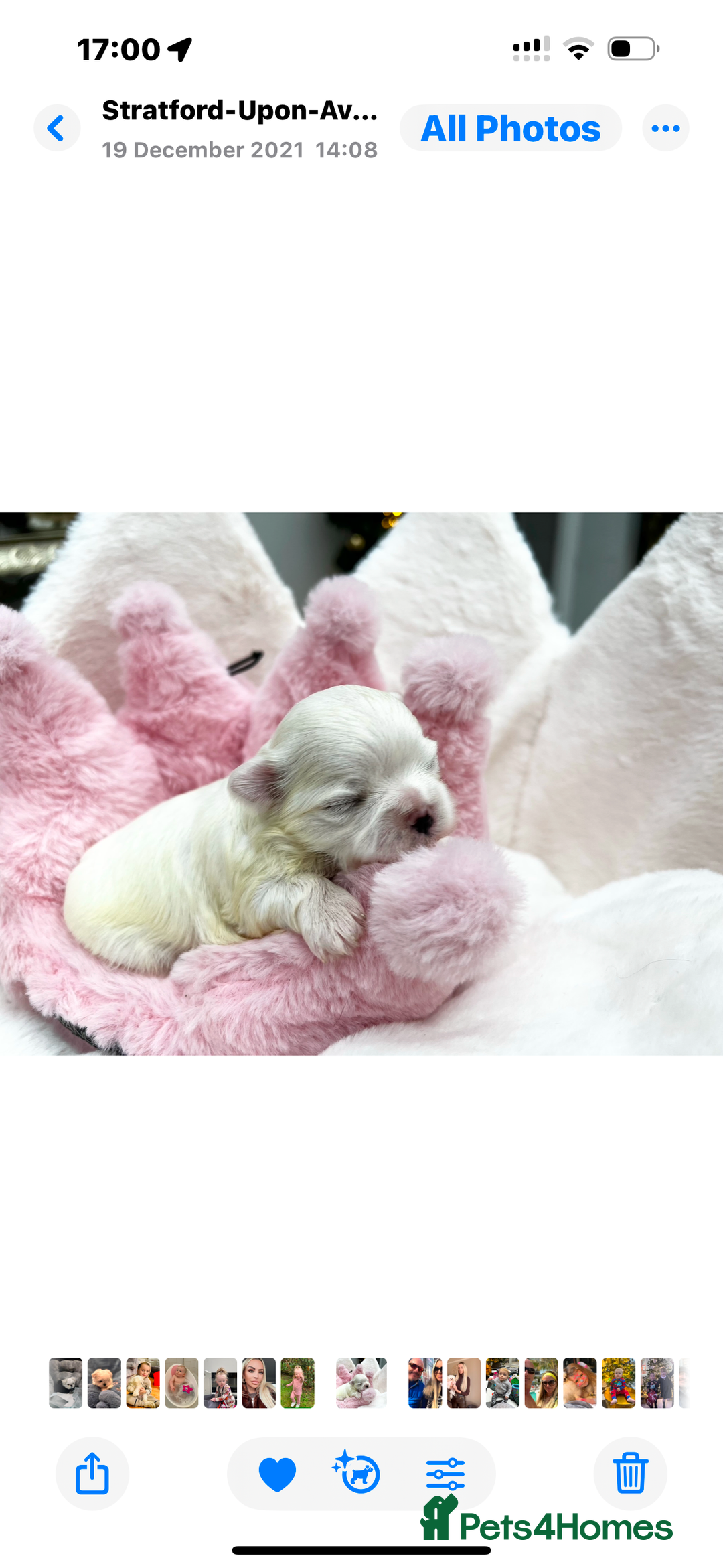 Maltese dogs for sale: Tiny Exquisite Full Korean Bambelina Maltese. - Image 8