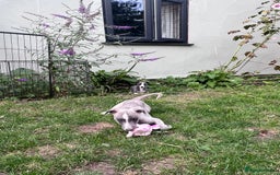 Whippet dogs for sale: Male whippet pups available  - Image 3