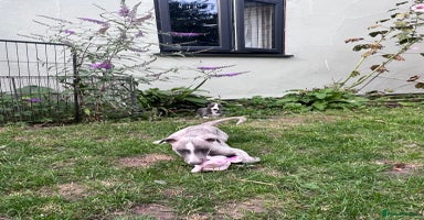 Whippet dogs - Advert 11