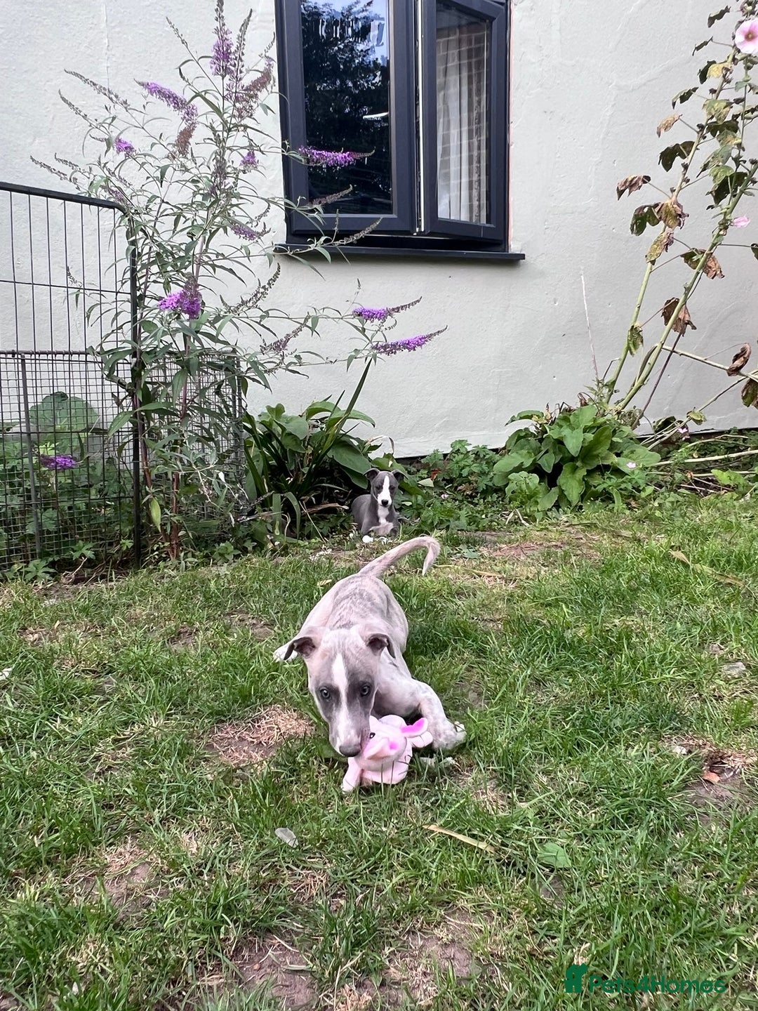 Whippet dogs for sale: Male whippet pups available  - Image 3