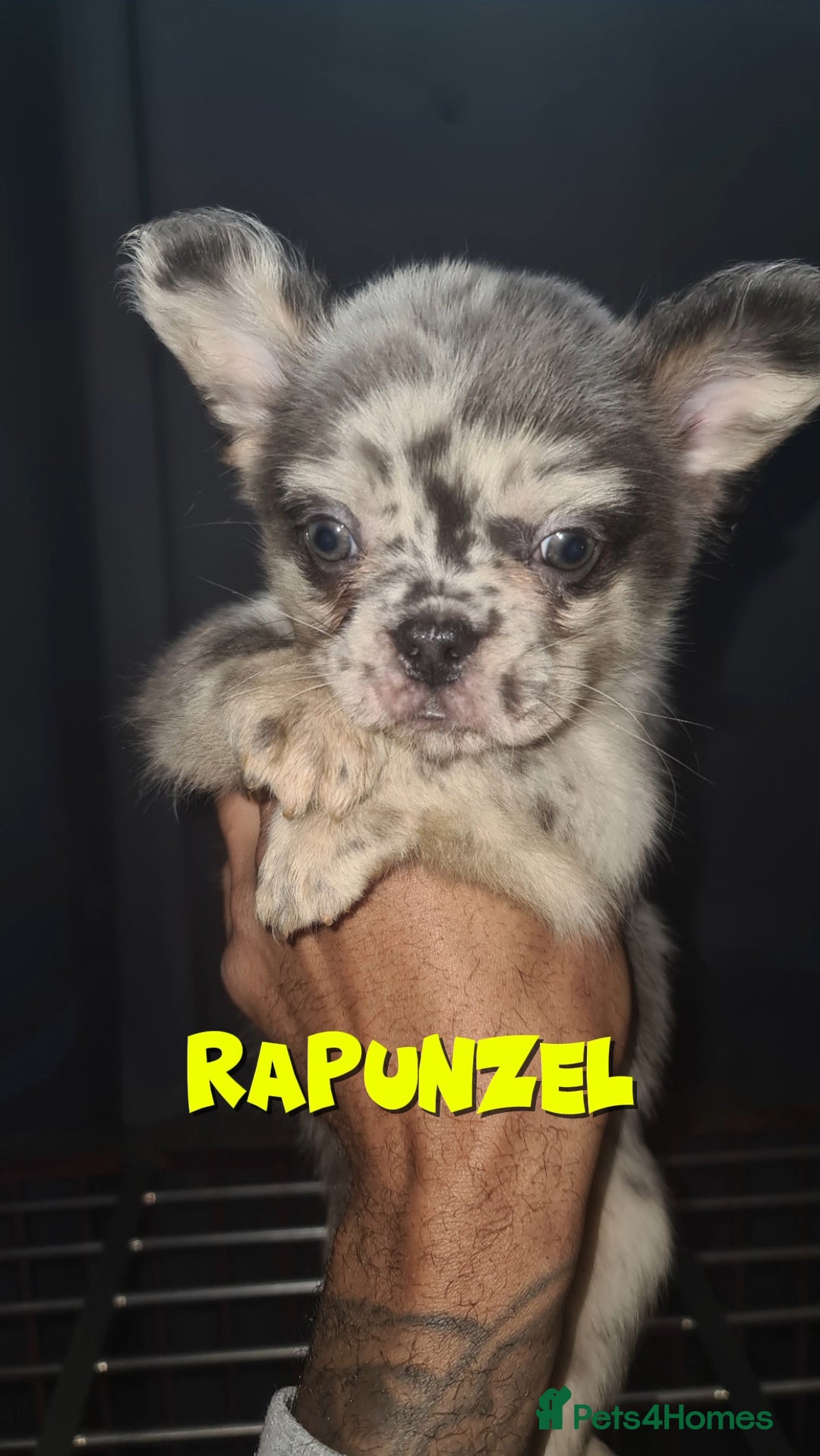 French Bulldog dogs for sale: ✨ Enchanted Frenchie Puppies Ready Now! ✨ - Advert 14