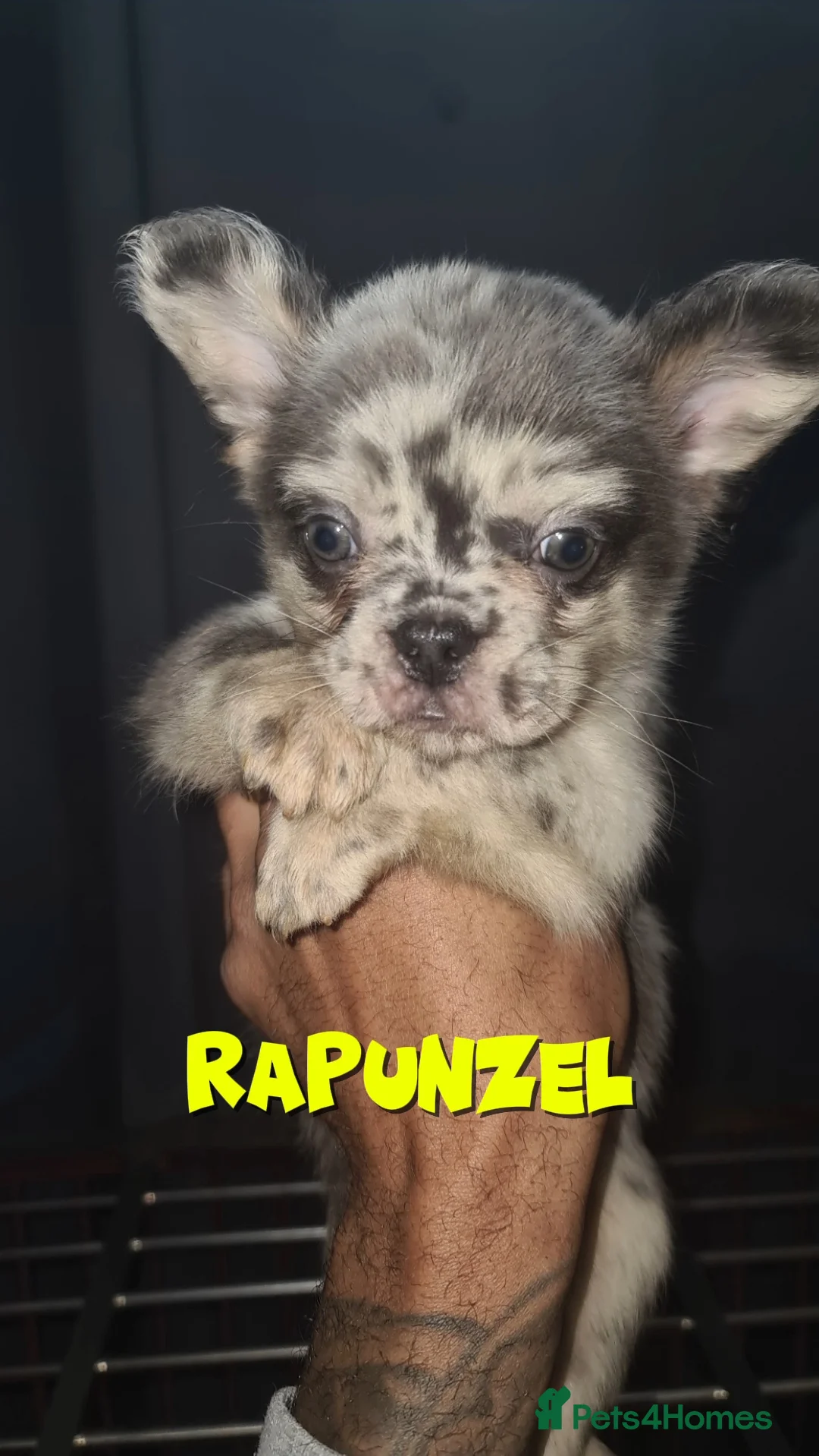 French Bulldog dogs for sale: ✨ Enchanted Frenchie Puppies Ready Now! ✨ - Advert 18