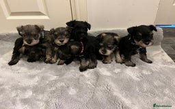 Miniature Schnauzer dogs for sale: KC Reg Miniature Schnauzer BVA Puppies - Image 2