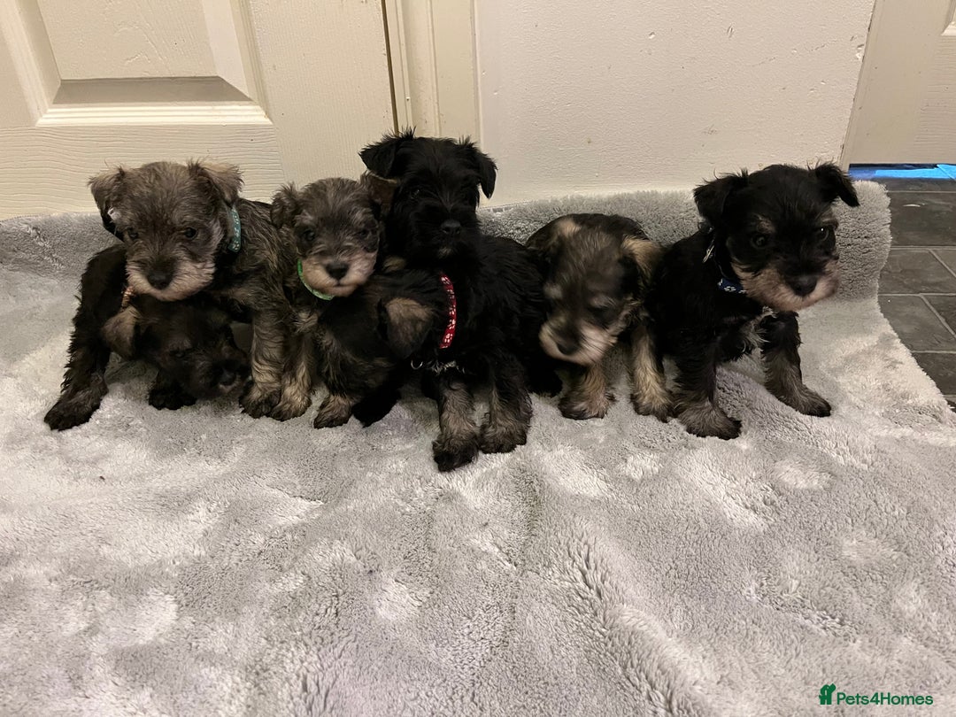 Miniature Schnauzer dogs for sale: KC Reg Miniature Schnauzer BVA Puppies - Image 2
