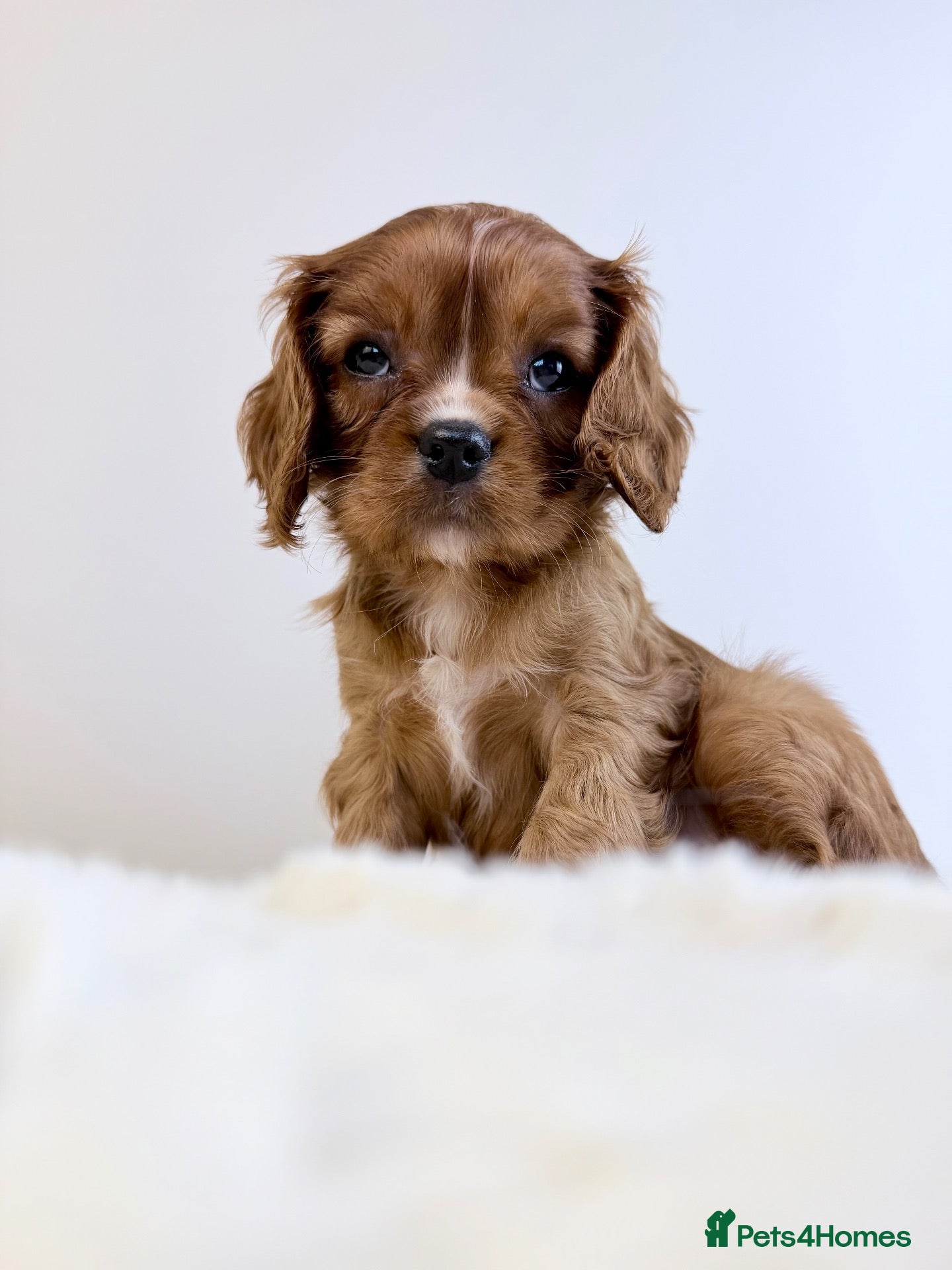 Cavalier King Charles Spaniel dogs KC registered Cavalier King Charles Spaniel.  - Advert 2