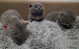 British Shorthair cats for sale: Beautiful BSH Kittens  - Advert 6