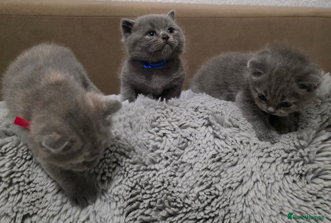 British Shorthair cats for sale: Beautiful BSH Kittens  - Advert 6