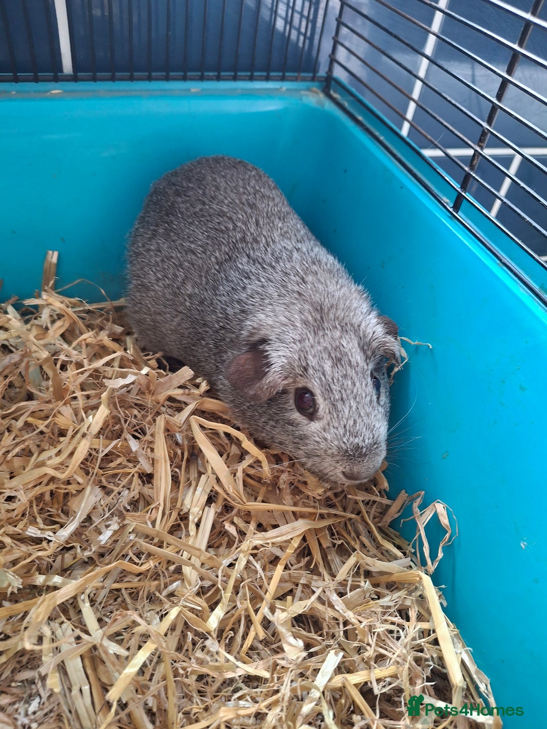 Guinea Pig rodents for sale: Cute guinea pig boys - Image 3