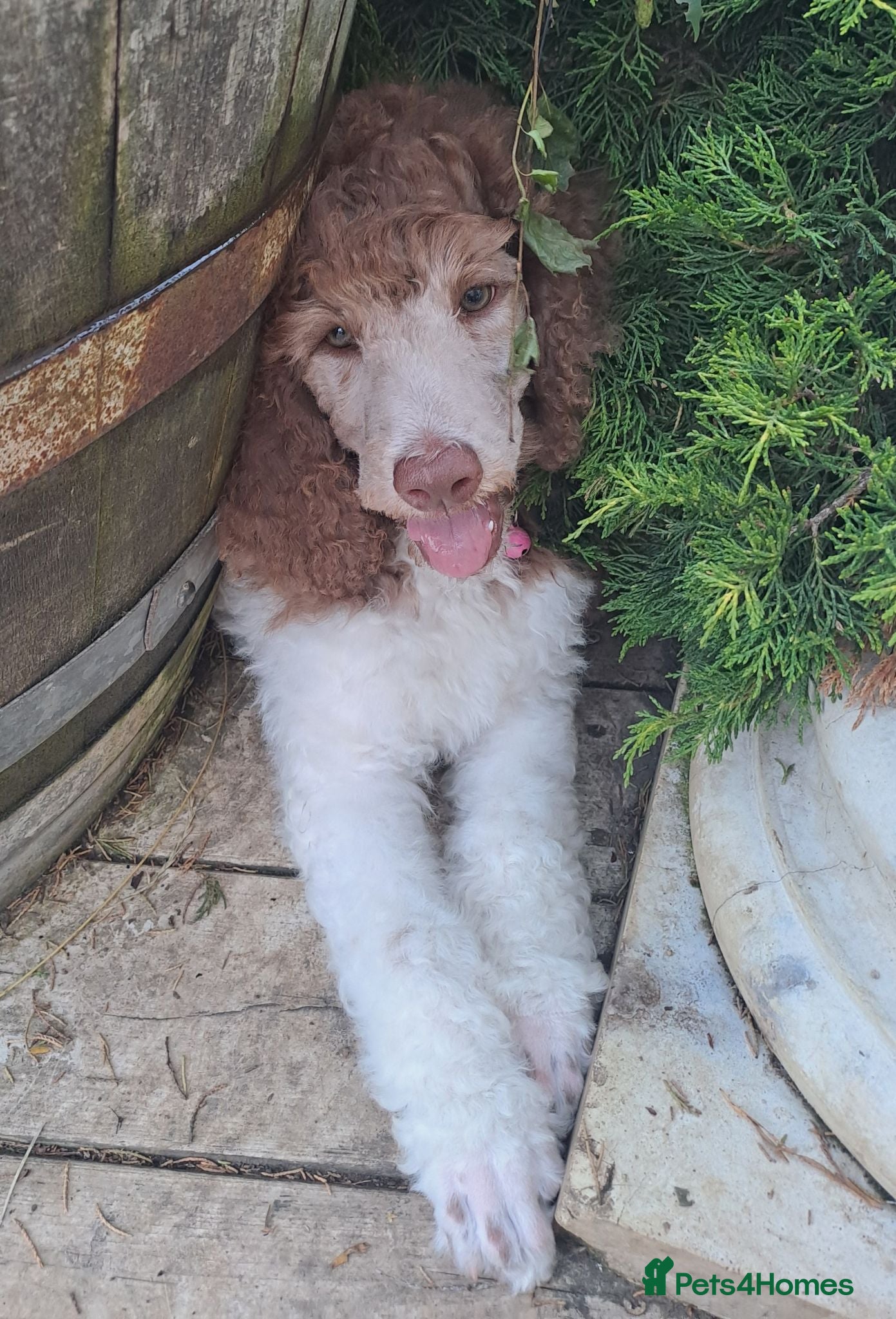 Standard Poodle dogs 1 Stunning brown parti girl 9 1/2 weeks old - Advert 5