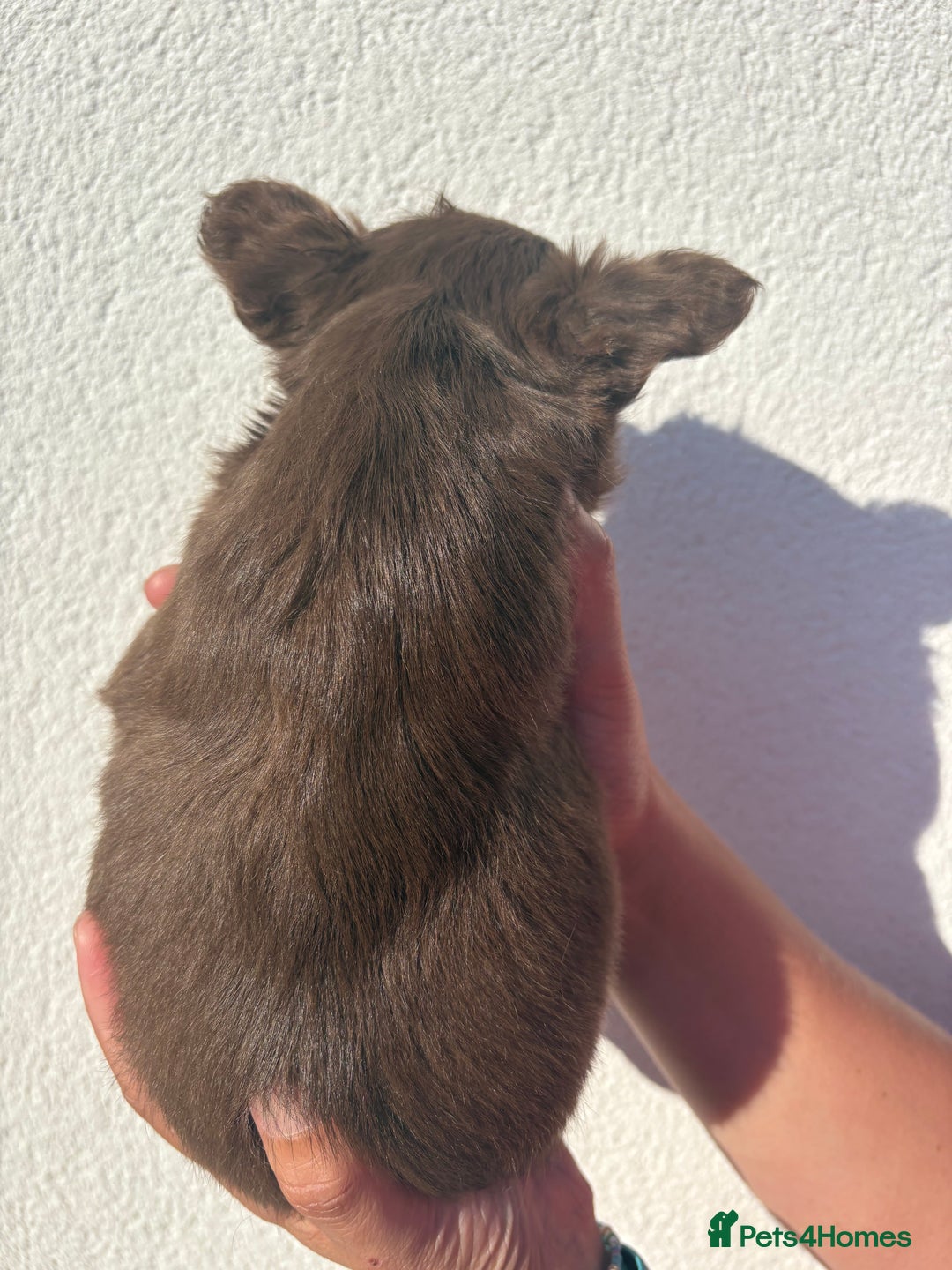 French Bulldog dogs for sale: *Fluffy French Bulldog Pups-4 reserved* - Image 15