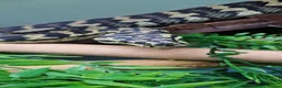 Python Snake reptiles for sale: Adult jungle carpet python - Advert 4