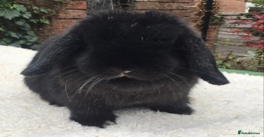 Mini Lop rabbits - Advert 7