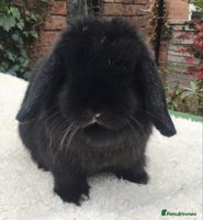 Mini Lop rabbits - Advert 13