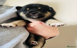 Japanese Shiba Inu dogs for sale: 🐾 Beautiful Japanese Shiba Inu Puppies  - Image 15