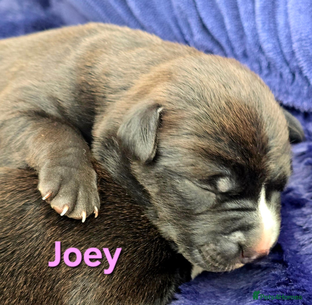 Mixed Breed dogs for sale: Short haired Collie pups - Image 24