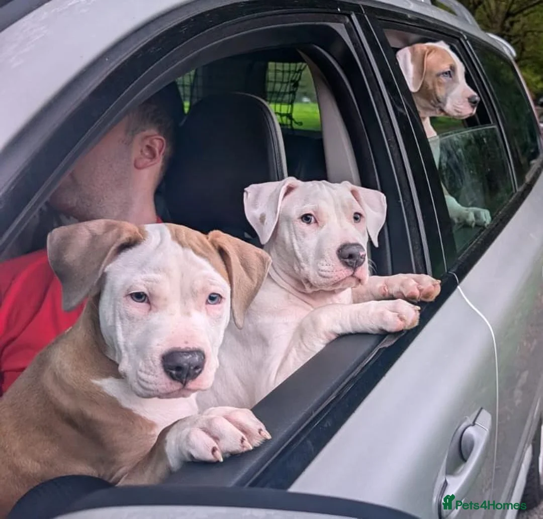 American Bulldog dogs for sale: Exceptional American Bulldog Puppies - Advert 1