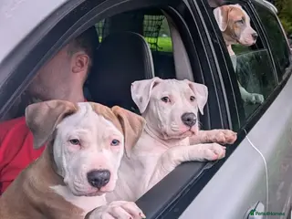 American Bulldog dogs Exceptional American Bulldog Puppies - Advert 1