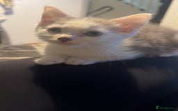 Mixed Breed cats for sale: Stunning grey and white mix boy - Image 4