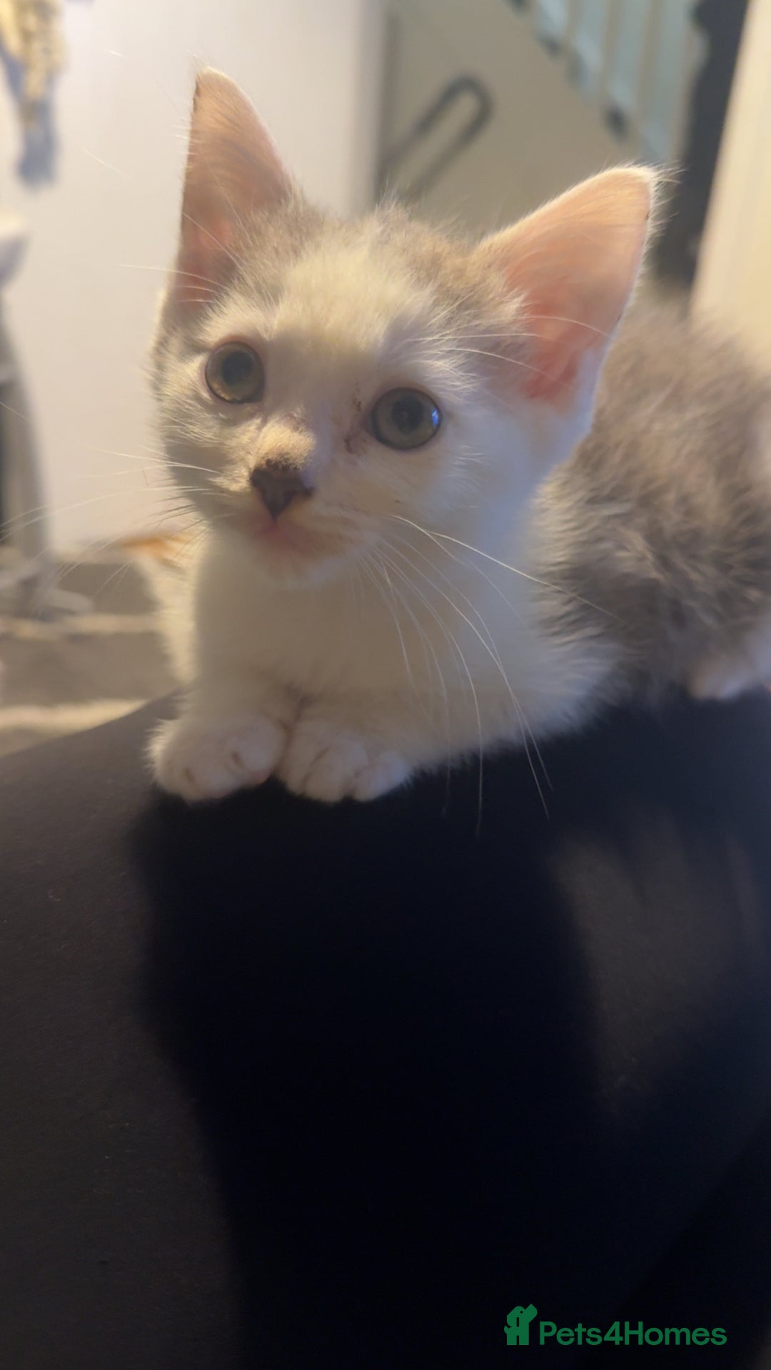 Mixed Breed cats for sale: Stunning grey and white mix boy - Image 4