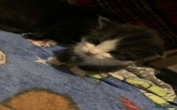 Mixed Breed cats for sale: 1 beautiful girl kitten - Advert 7