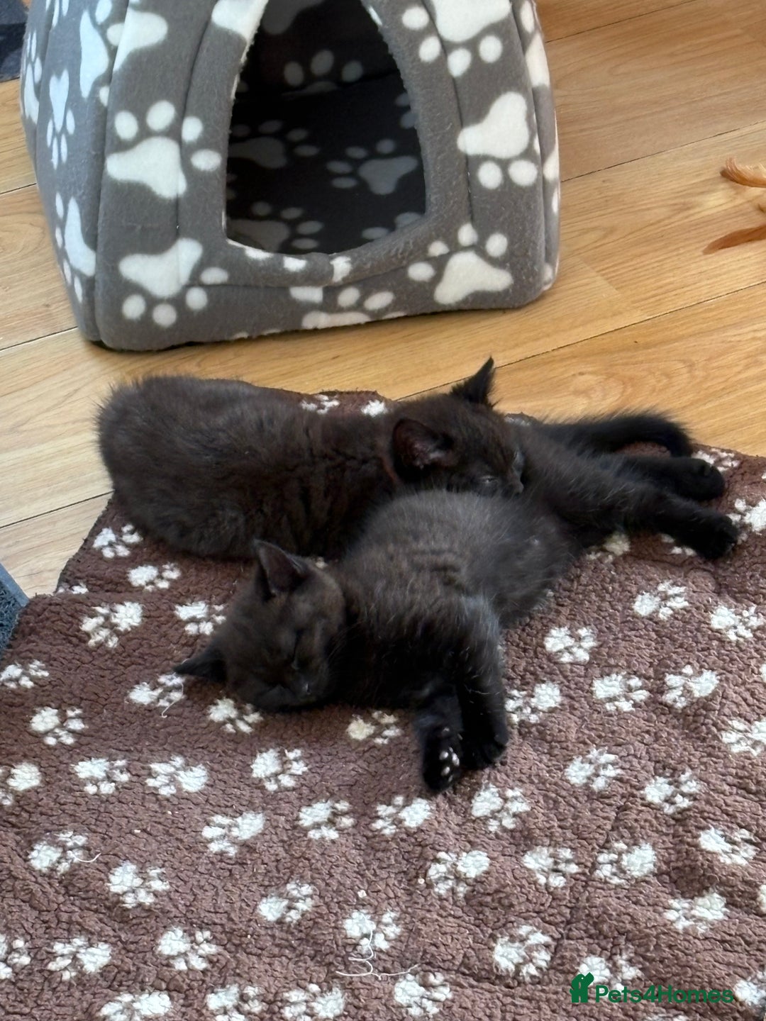 Mixed Breed cats for sale: 2 boy Kittens - Maine Coone x Russian Blue - Advert 2