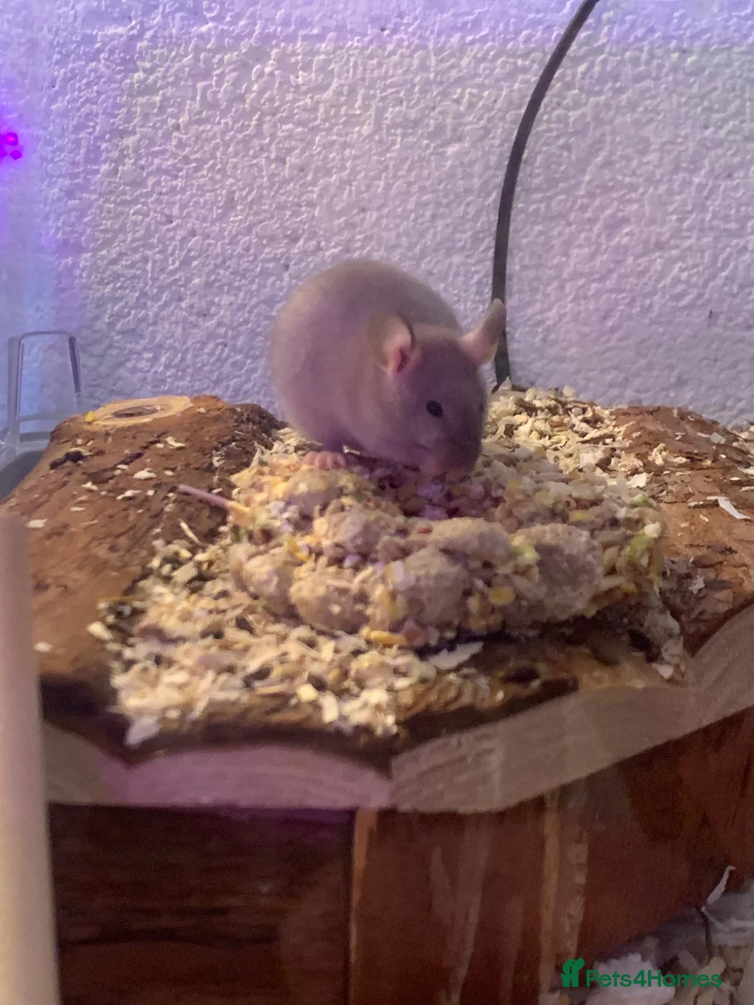 Mouse rodents for sale: Mice for sale  - Advert 2