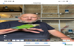 Conures birds for sale: Green cheek conures hand raised and silly tame - Image 6