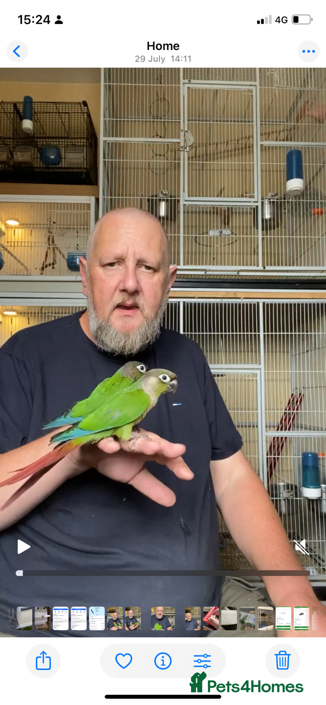 Conures birds for sale: Green cheek conures hand raised and silly tame - Image 6