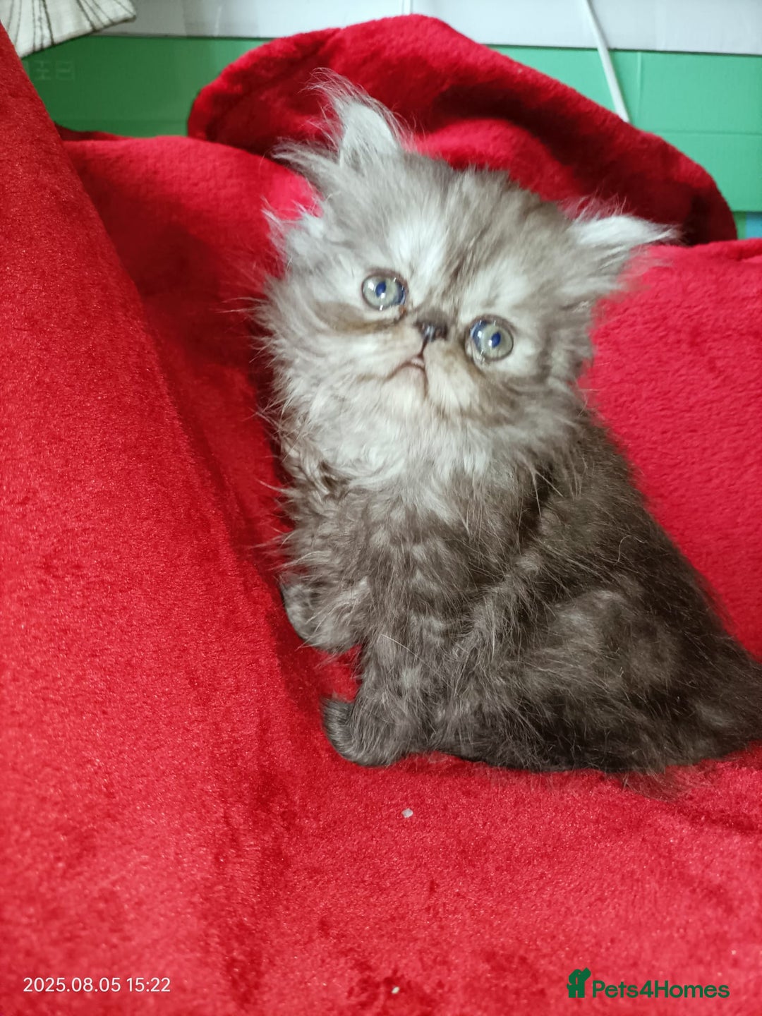 Persian cats for sale: Amazing Persian kittens  - Image 14